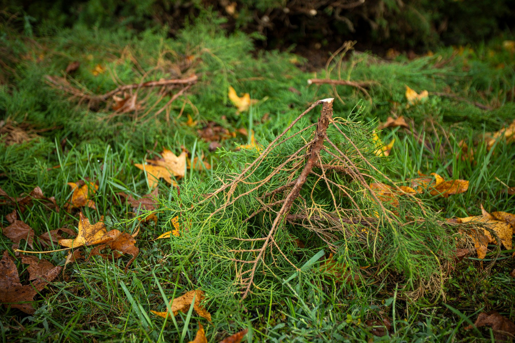 How Dormant Pruning Benefits Plants in Winter and Prepares Your